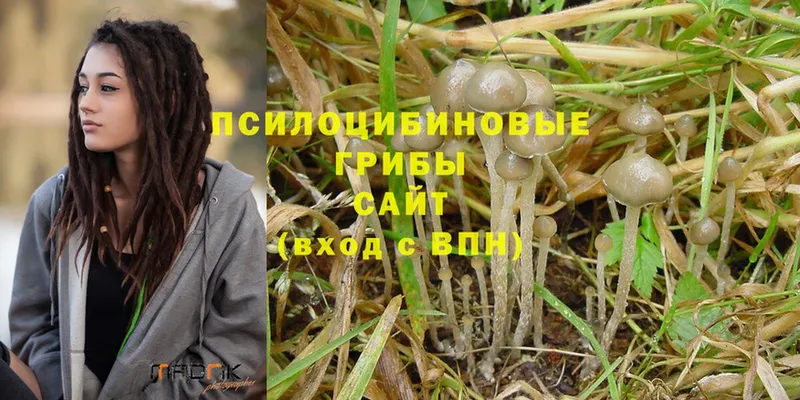 Псилоцибиновые грибы Psilocybe  наркошоп  Алзамай 